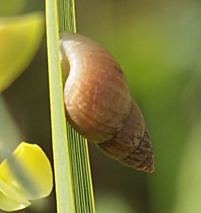 [This creature's head is buried in the green vertical stalk and not visible. The body which morphs into the shell spirals away from the stalk with each section successively smaller until it reaches a point. The shell is cream/tan color closest to the stalk and becomes progressively darker brown towards the tip.]